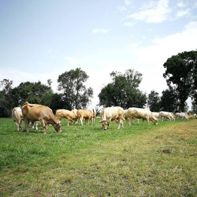 Gite A La Ferme De La Bouriette Revel  Exteriör bild